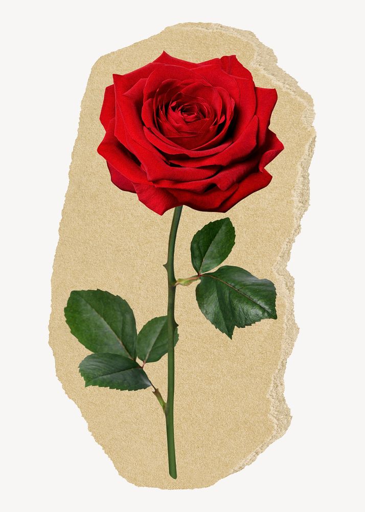 Red rose, ripped paper border design