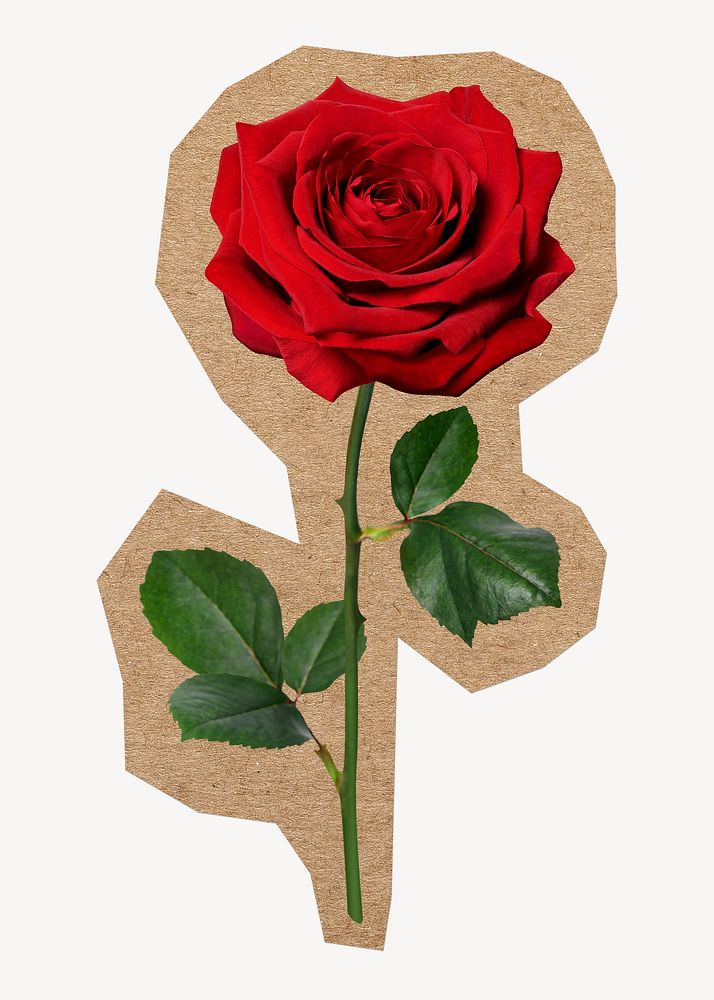 Red rose, brown paper border design