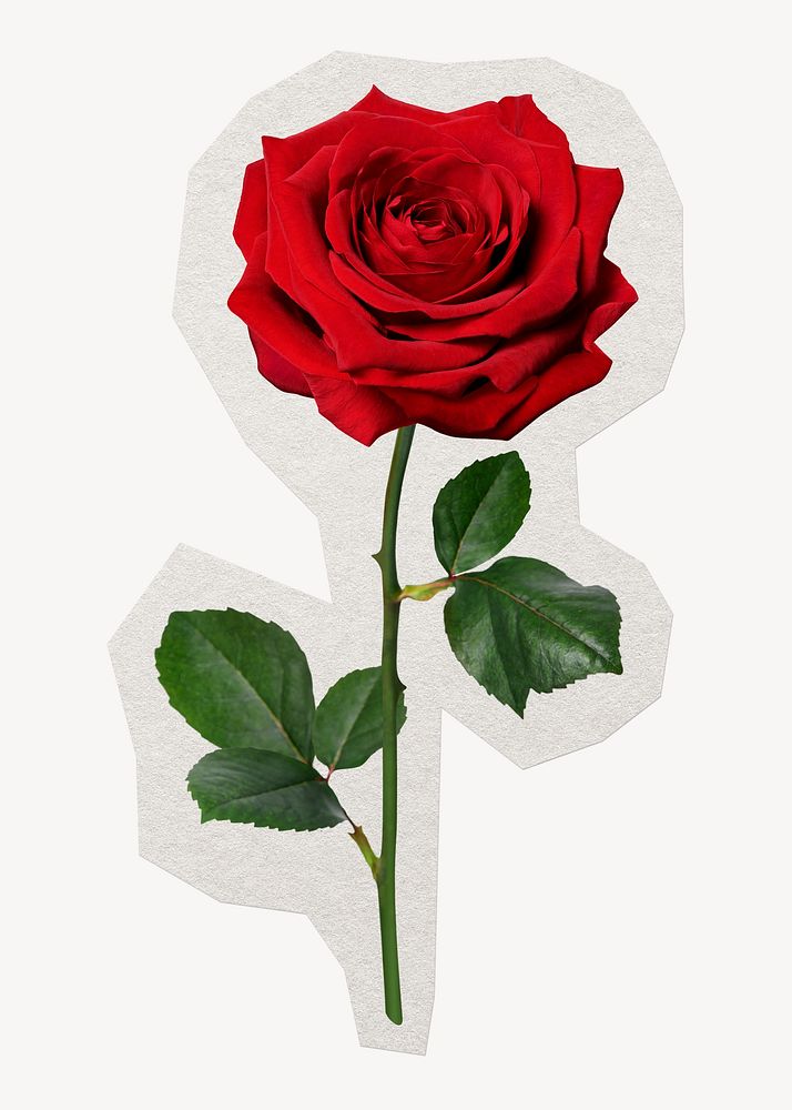 Red rose, off white paper border design