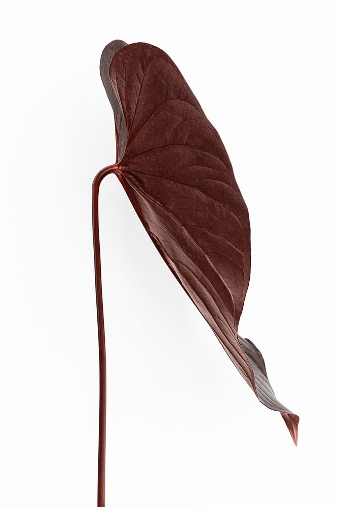 Tropical Alocasia leaf painted in a dark brown
