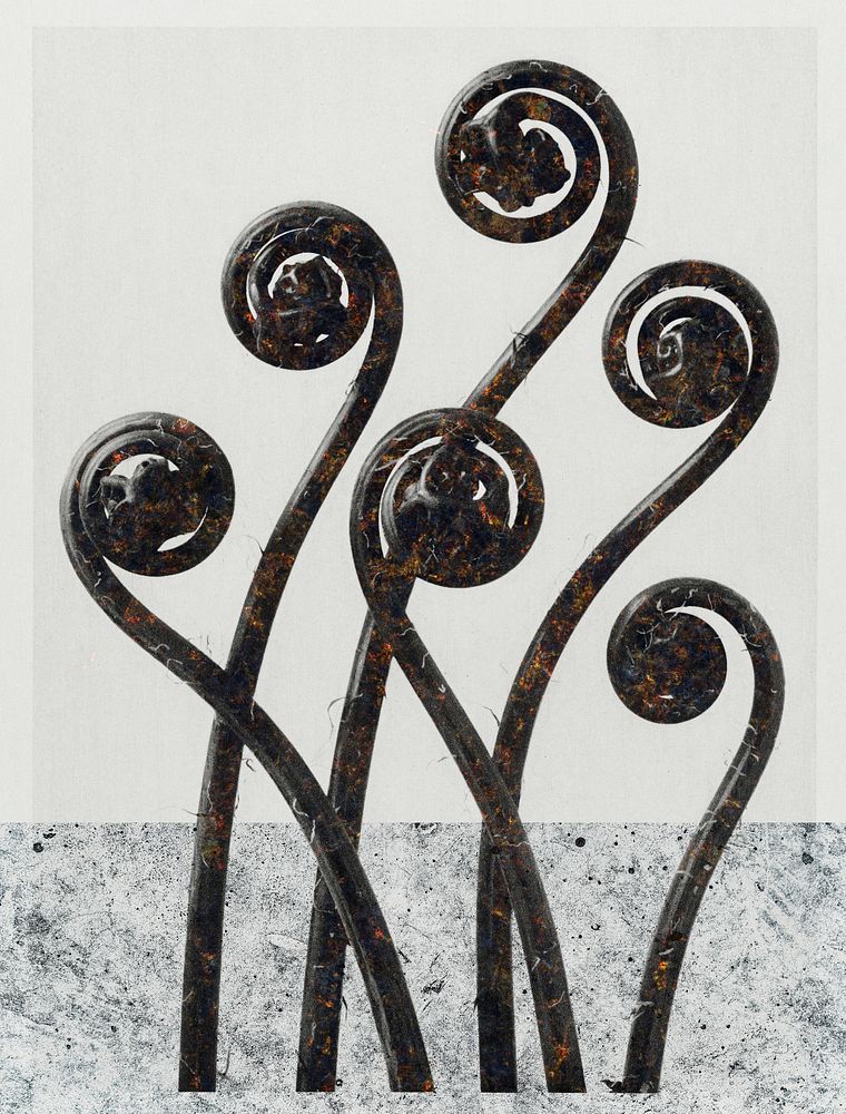 Maidenhair fern vintage design, remix from original artwork Karl Blossfeldt.