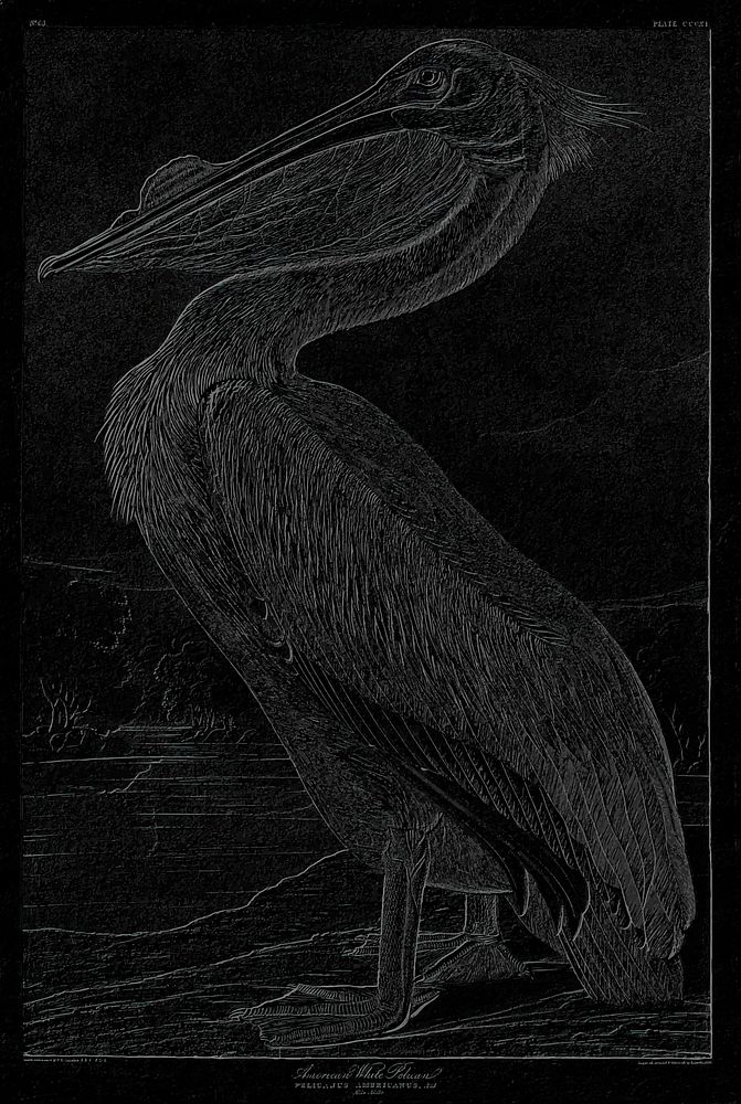 American white pelican vintage illustration vector, remix from original arwork.