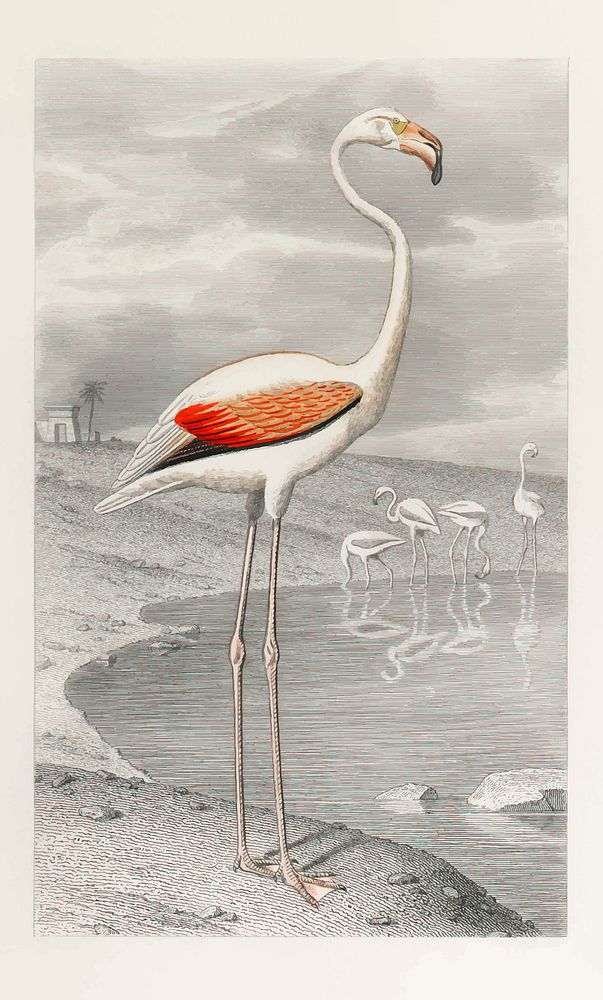 White flamingo in its natural habitat vintage illustration vector, remix from original artwork.
