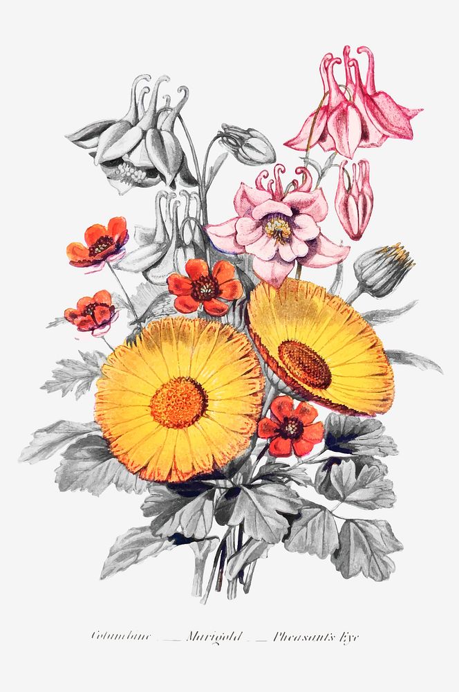 Flower bouquet vintage illustration vector, remix from original artwork of Robert Tyas.