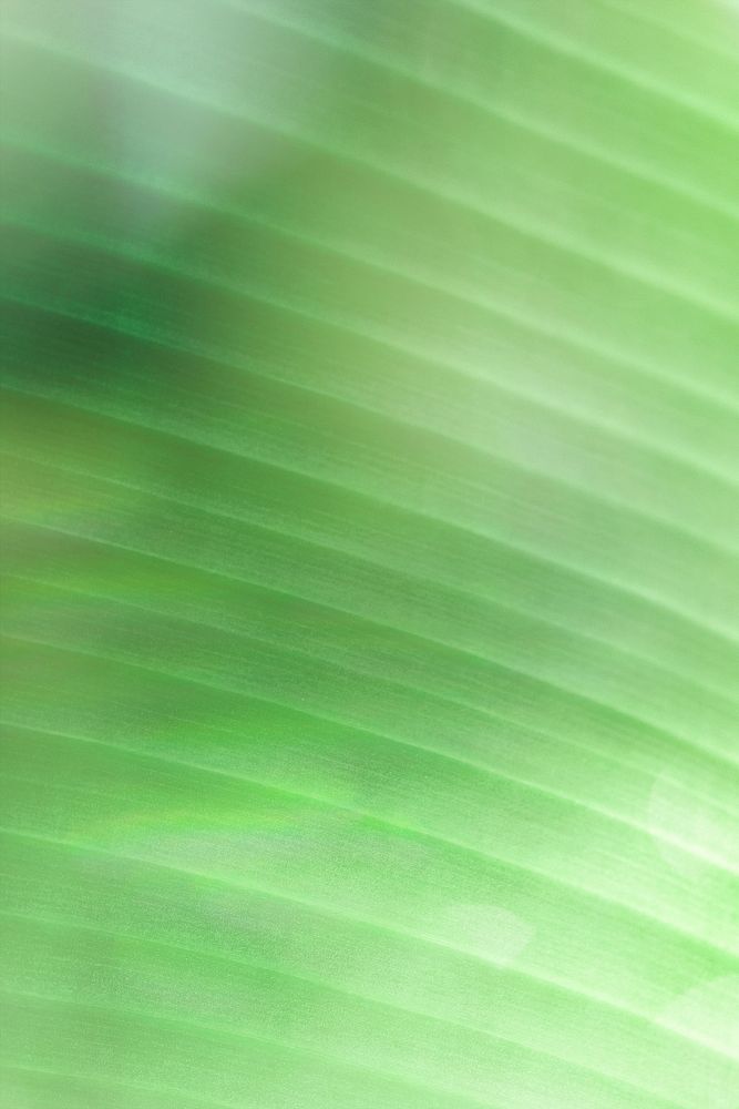 Banana leaf macro shot background