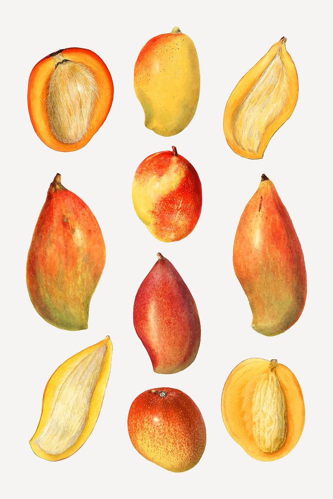 Hand drawn natural fresh mango set vector