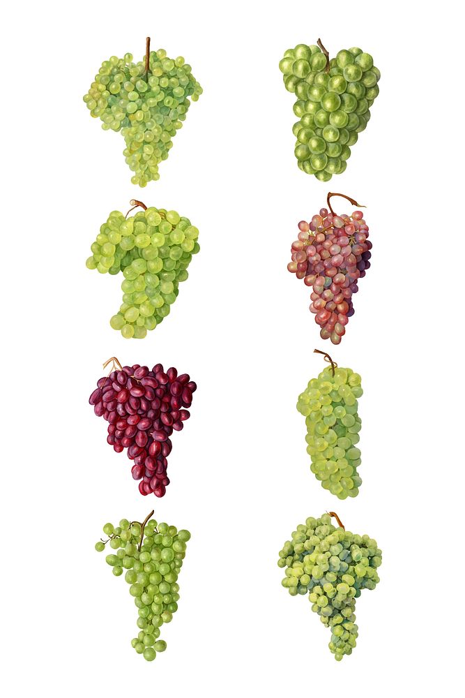 Hand drawn natural fresh grape set vector