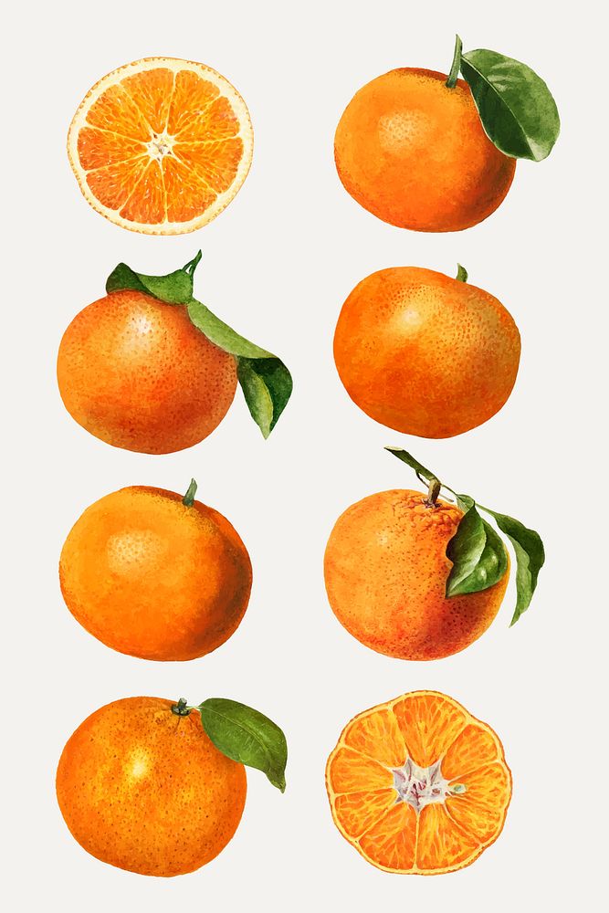 Hand drawn natural fresh oranges set vector