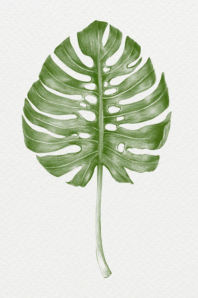 Green hand colored  monstera leaf  illustration