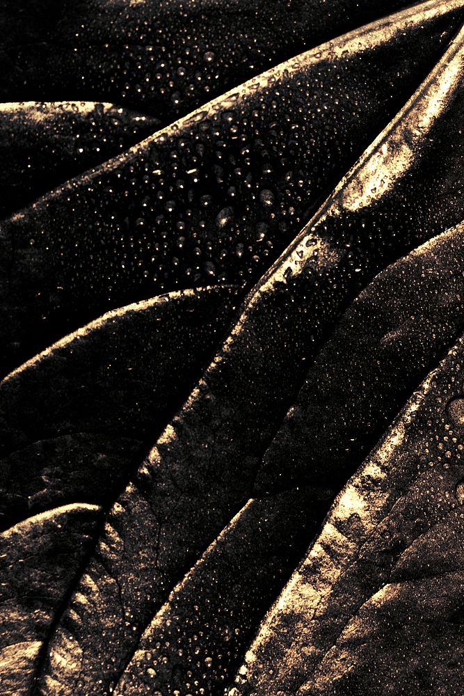 Wet golden alocasia leaf background design resource  