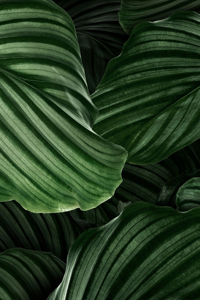 Calathea Orbifolia green natural leaves background