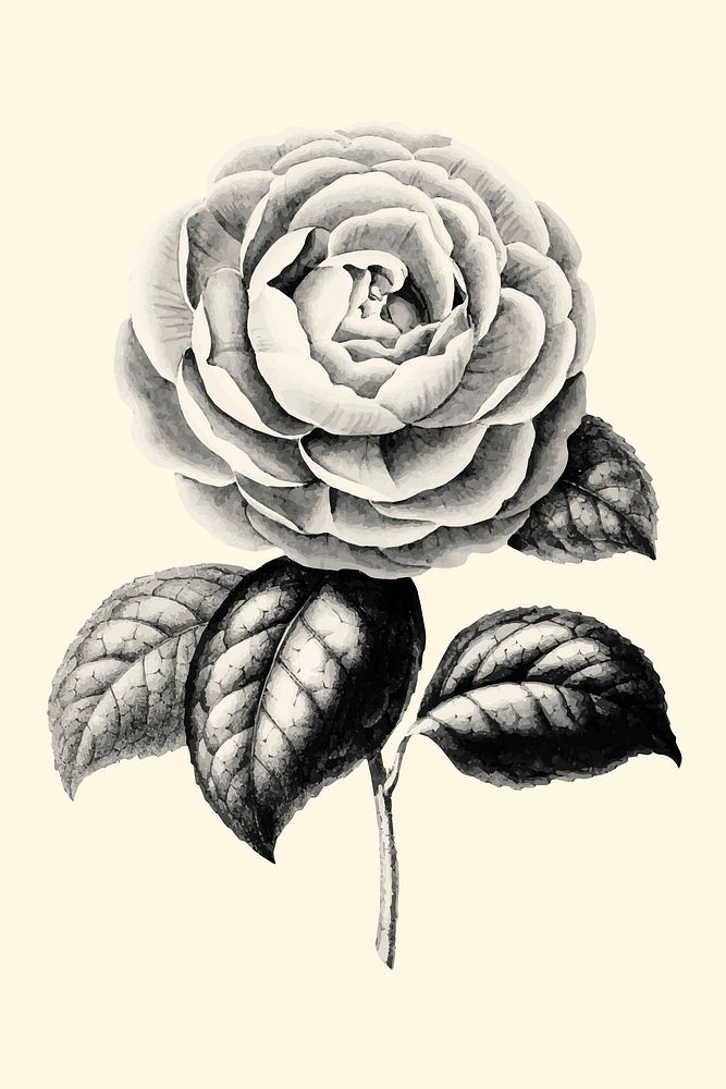 Vector black camellia flower vintage illustration sticker