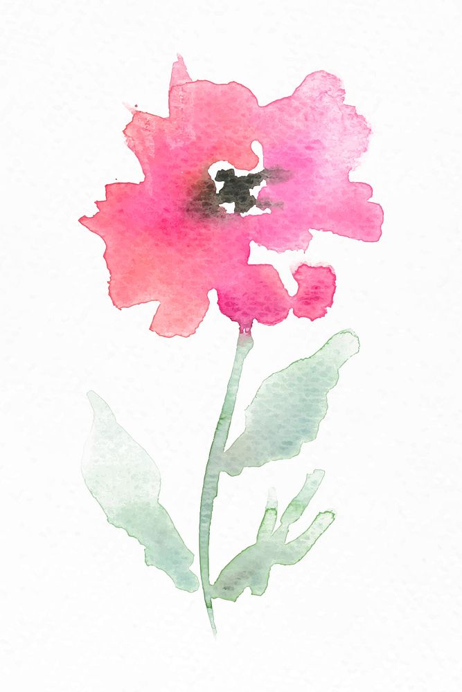 Pink poppy flower watercolor vector spring seasonal graphic