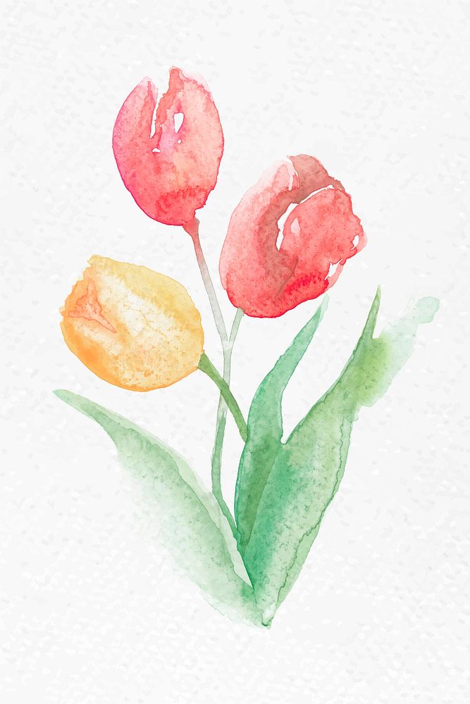 Pink tulip flower watercolor vector spring seasonal graphic