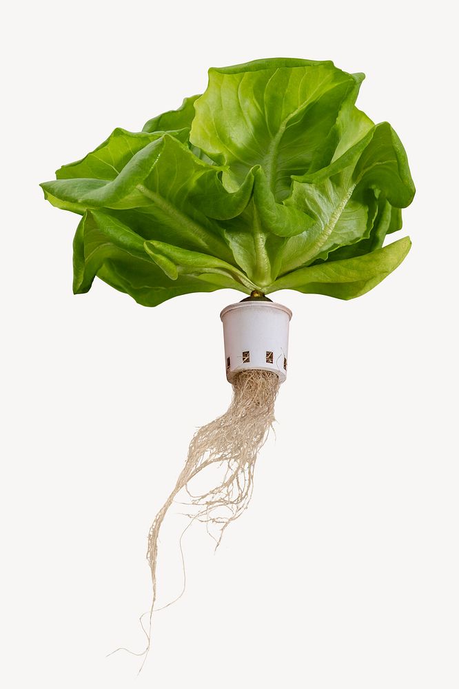 Hydroponic butterhead lettuce, soilless agriculture technology psd