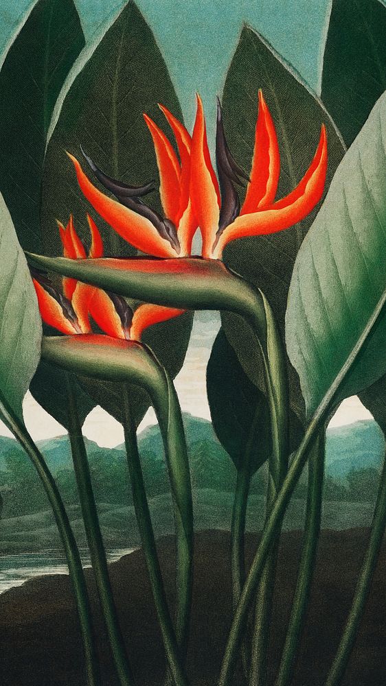 Vintage mobile wallpaper, iPhone background, The Queen&ndash;Plant from The Temple of Flora painting, remix from the artwork…