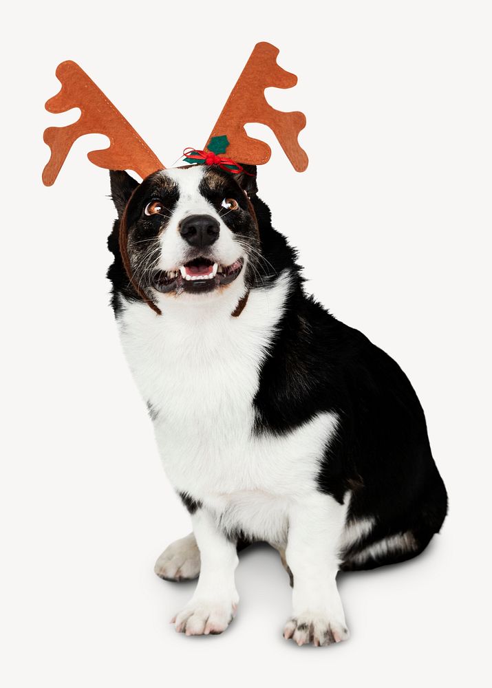 Dog wearing reindeer antlers, Christmas isolated image psd