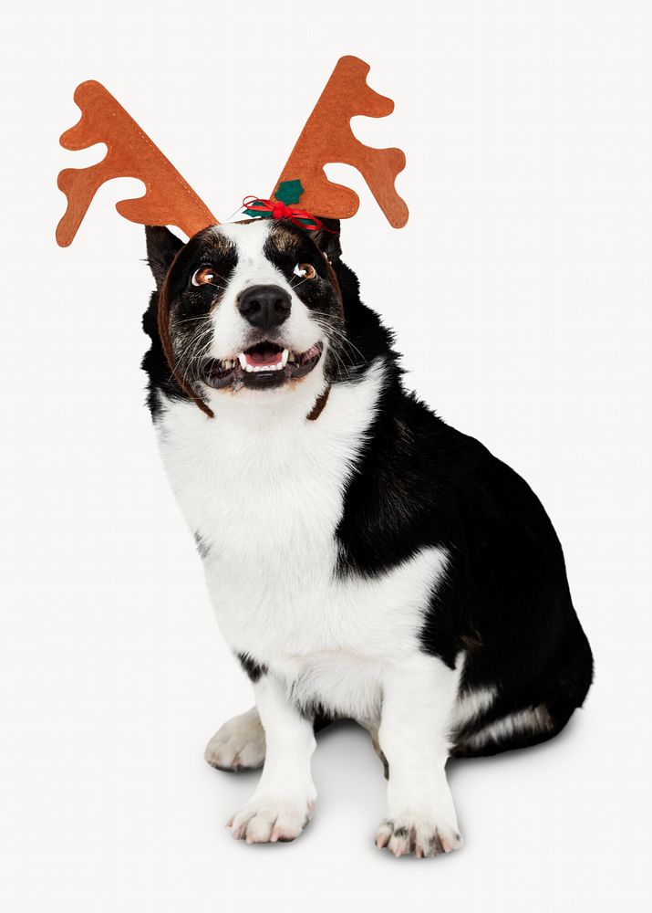 Dog wearing reindeer antlers, Christmas isolated image