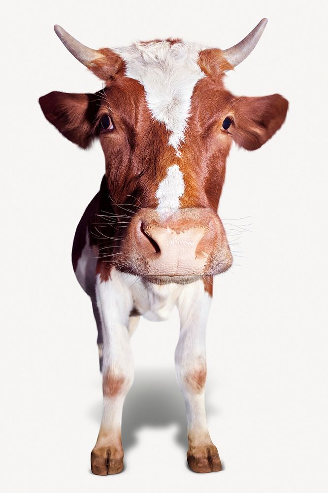 Guernsey cattle, farm animal photo on white background