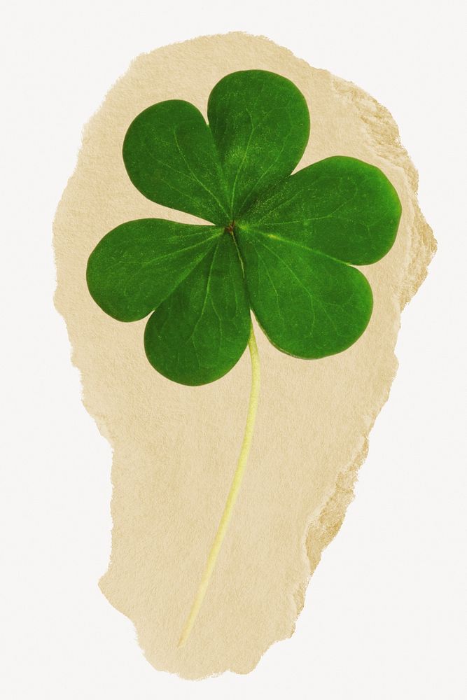 Clover leaf, Saint Patrick's Day on torn paper