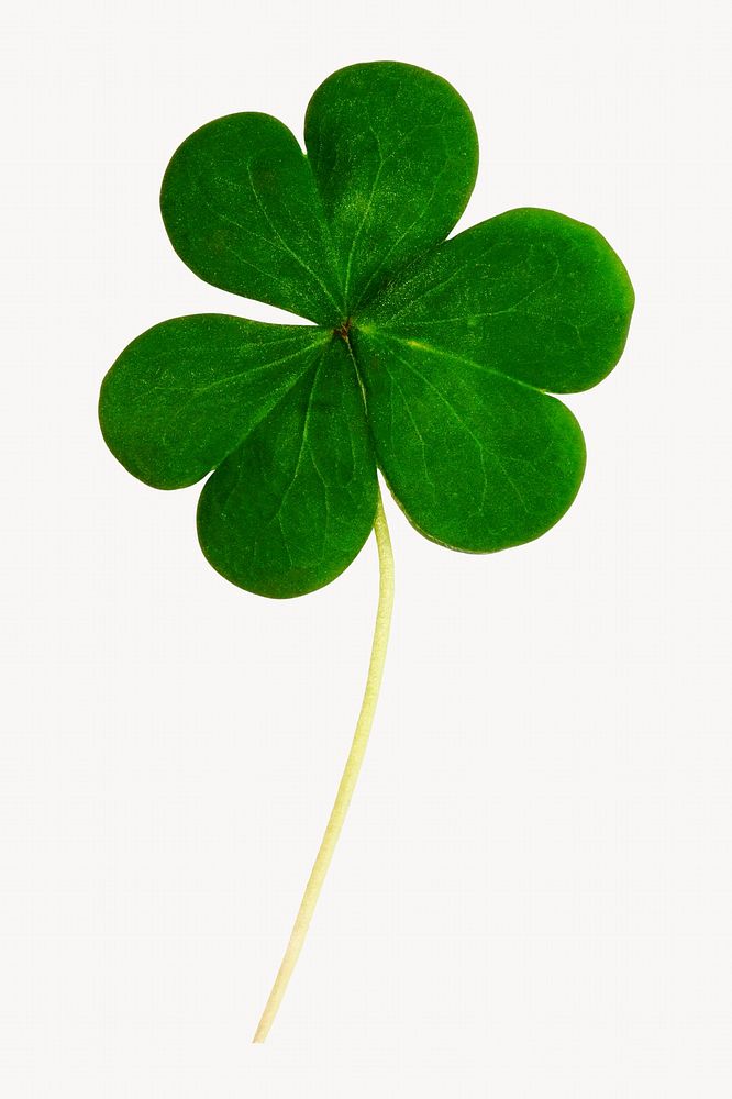 Clover leaf, Saint Patrick's Day design