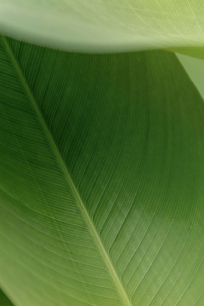 Green leaf in natural light 