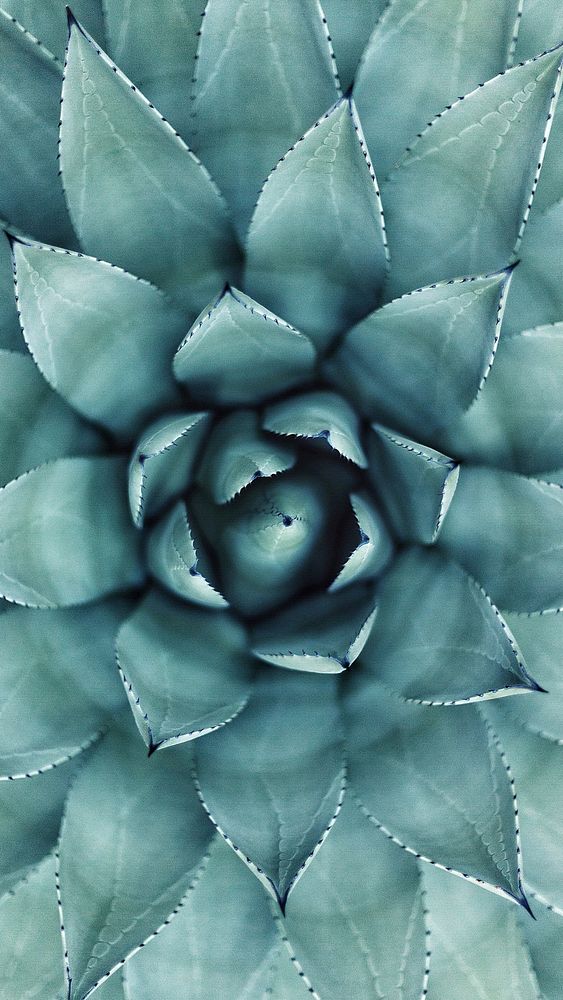 iPhone wallpaper, aesthetic succulent HD nature image background. Original public domain image from Wikimedia Commons