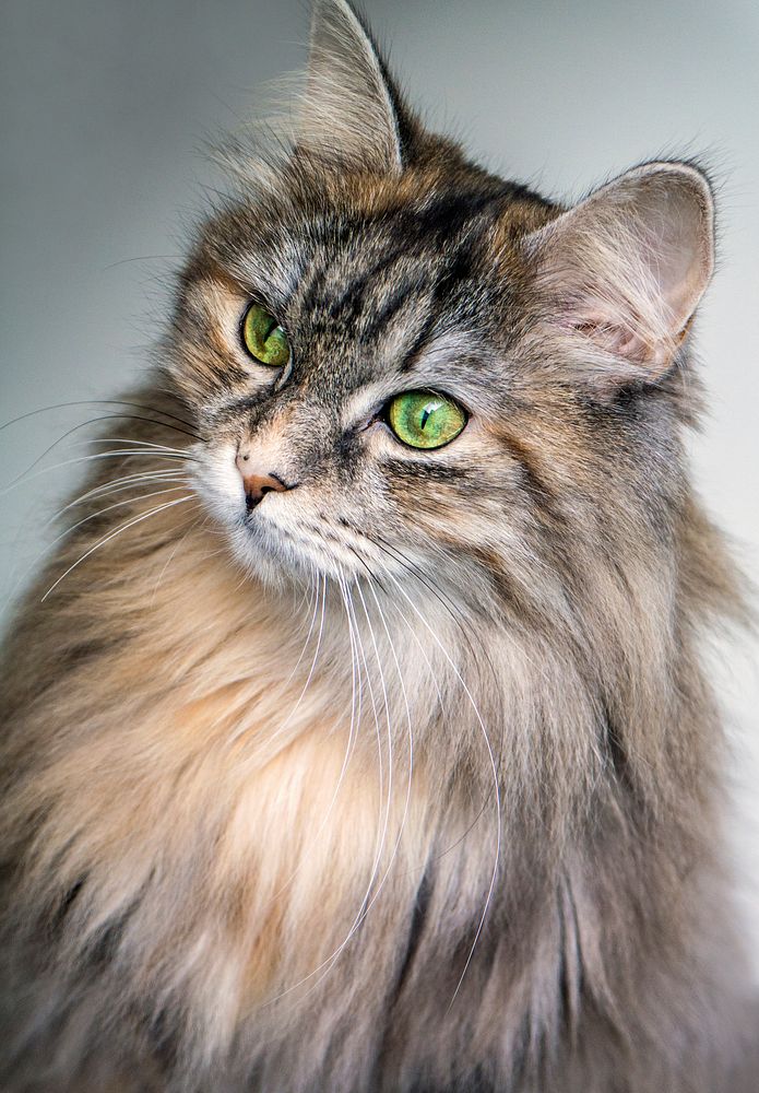 Close-up of a furry green-eyed Maine Coon cat. Original public domain image from Wikimedia Commons