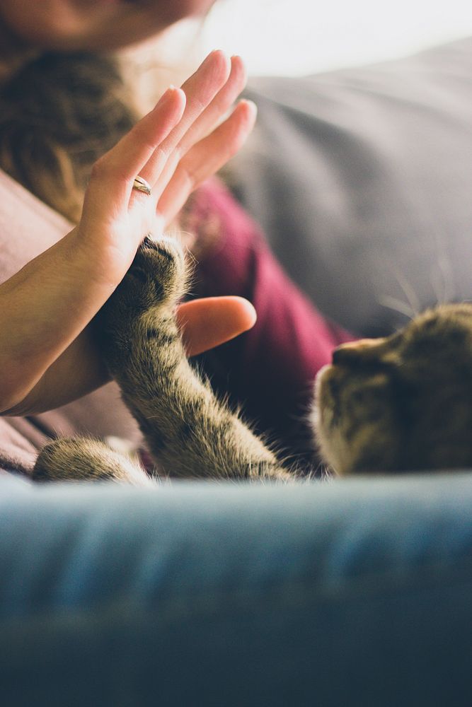 Cat reaches up its paw to high five a woman. Original public domain image from Wikimedia Commons