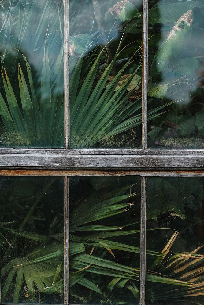 Palm tree in a greenhouse. Original public domain image from Wikimedia Commons