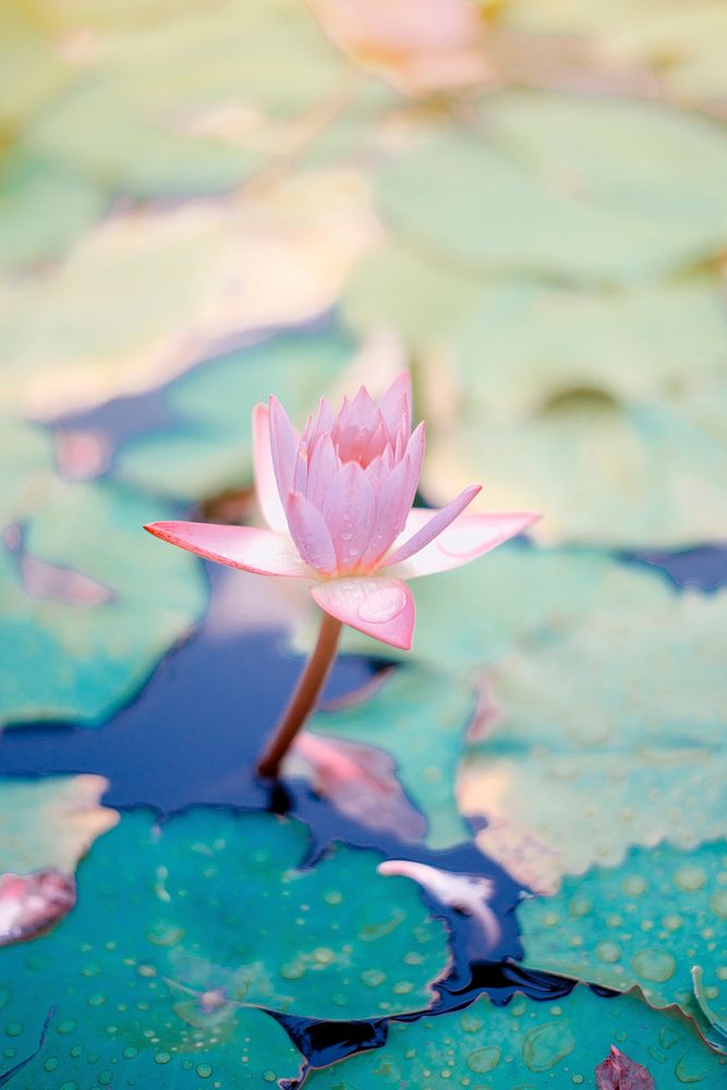 A pink lotus flower next to lily pads on the surface of water. Original public domain image from Wikimedia Commons