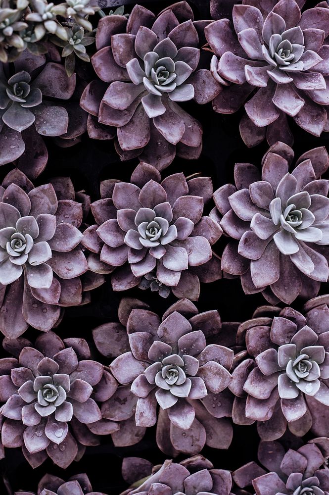 Purple succulents. Original public domain image from Wikimedia Commons