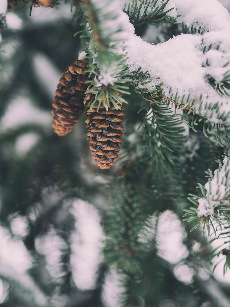 Two pine cones hanging on a snowy pine tree. Original public domain image from Wikimedia Commons