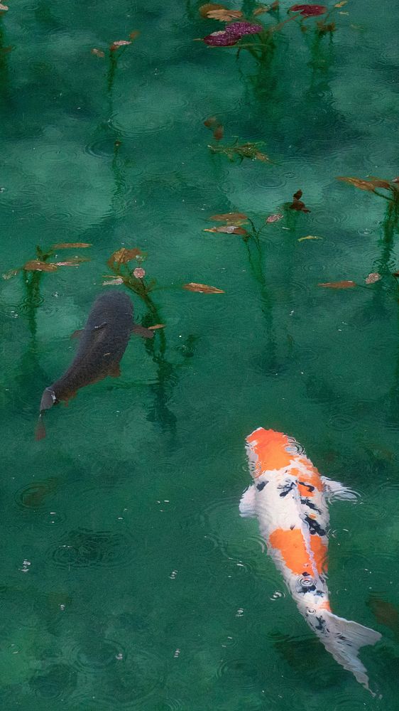iPhone wallpaper background Koi fish, beautiful HD image. Original public domain image from Wikimedia Commons