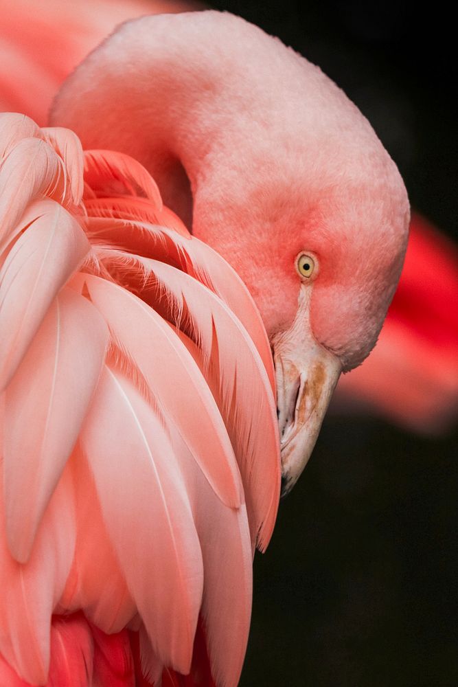 Flamingo. Original public domain image from Wikimedia Commons
