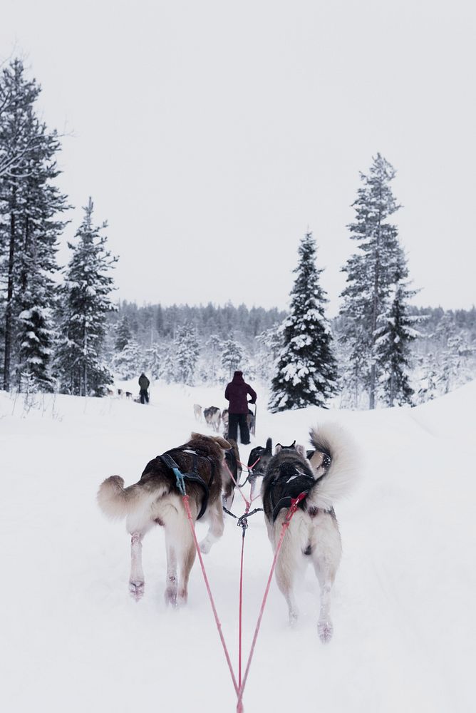 Man with dog sled is followed by two other dogs pulling another sled in Rovaniemi. Original public domain image from…