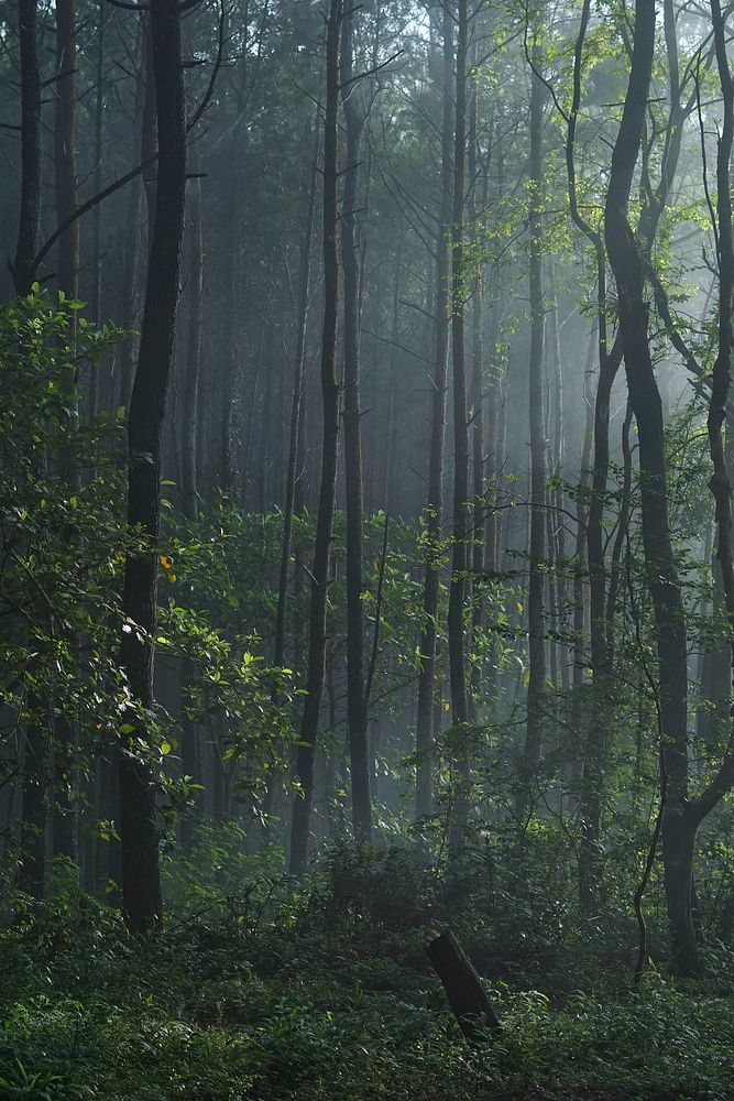 A small clearing in a lush forest. Original public domain image from Wikimedia Commons