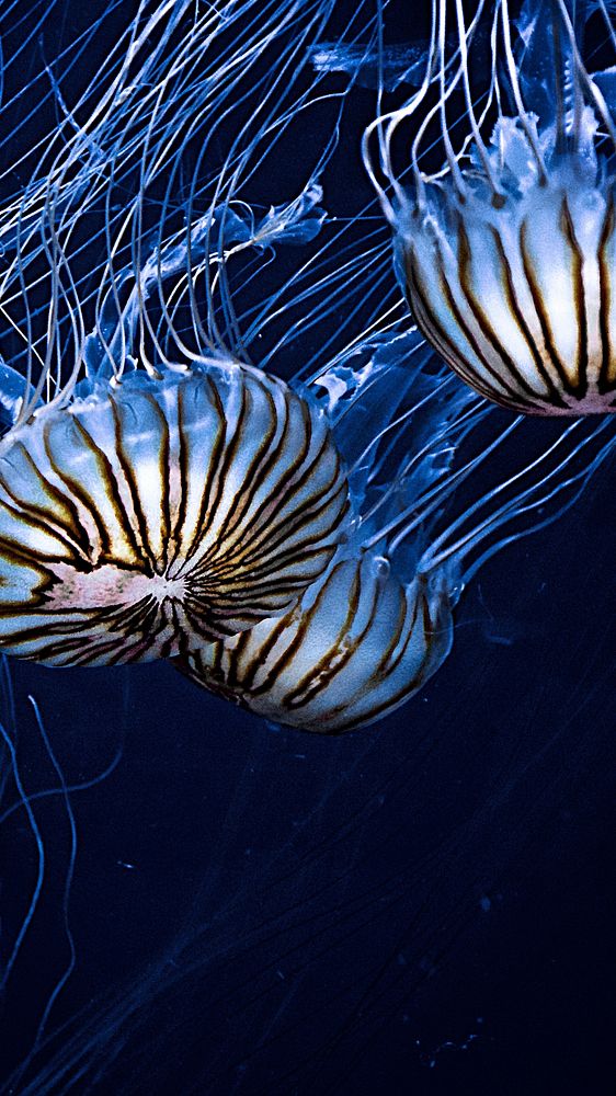 iPhone wallpaper jellyfish background, beautiful HD image. Original public domain image from Wikimedia Commons