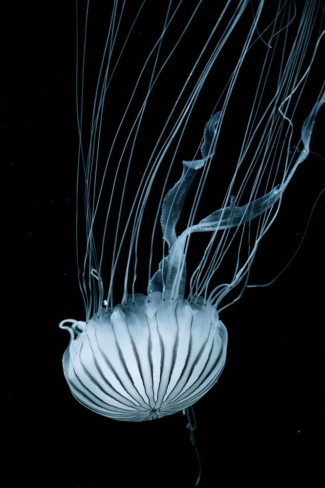 Jellyfish swimming. Original public domain image from Wikimedia Commons
