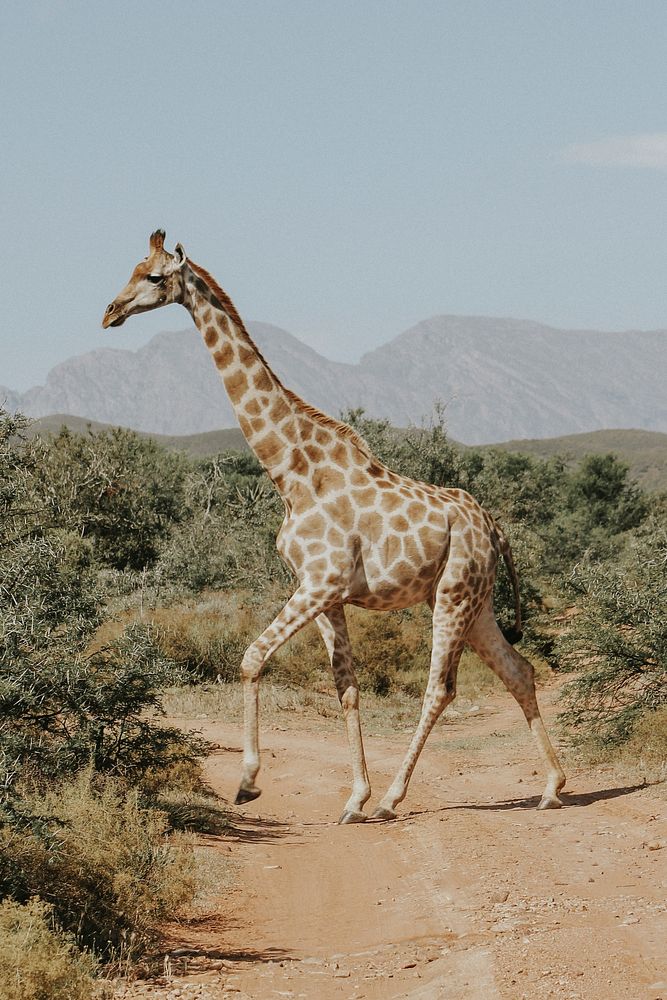 Giraffe. Original public domain image from Wikimedia Commons