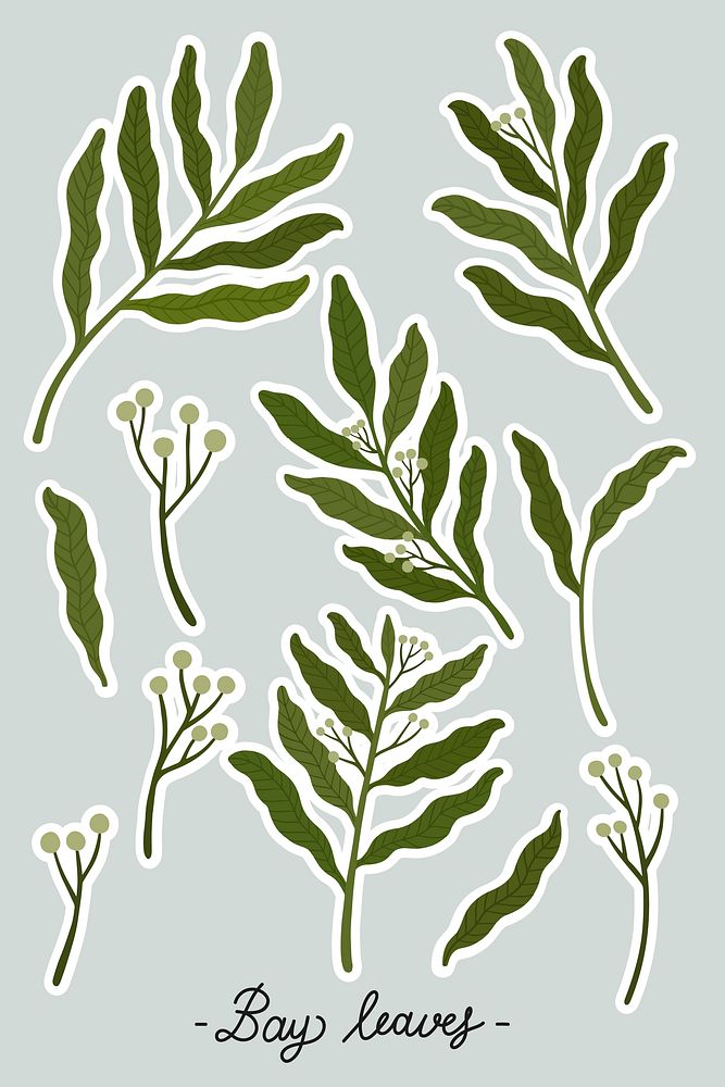Bay leaves and seeds set vector
