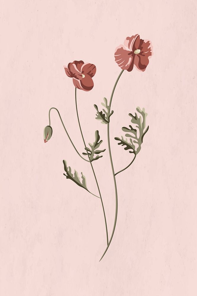 Blooming common poppy flower on a pink background vector 