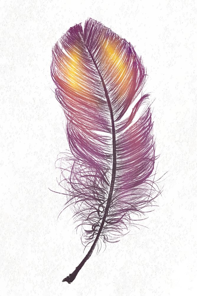 Colorful feather element in white background
