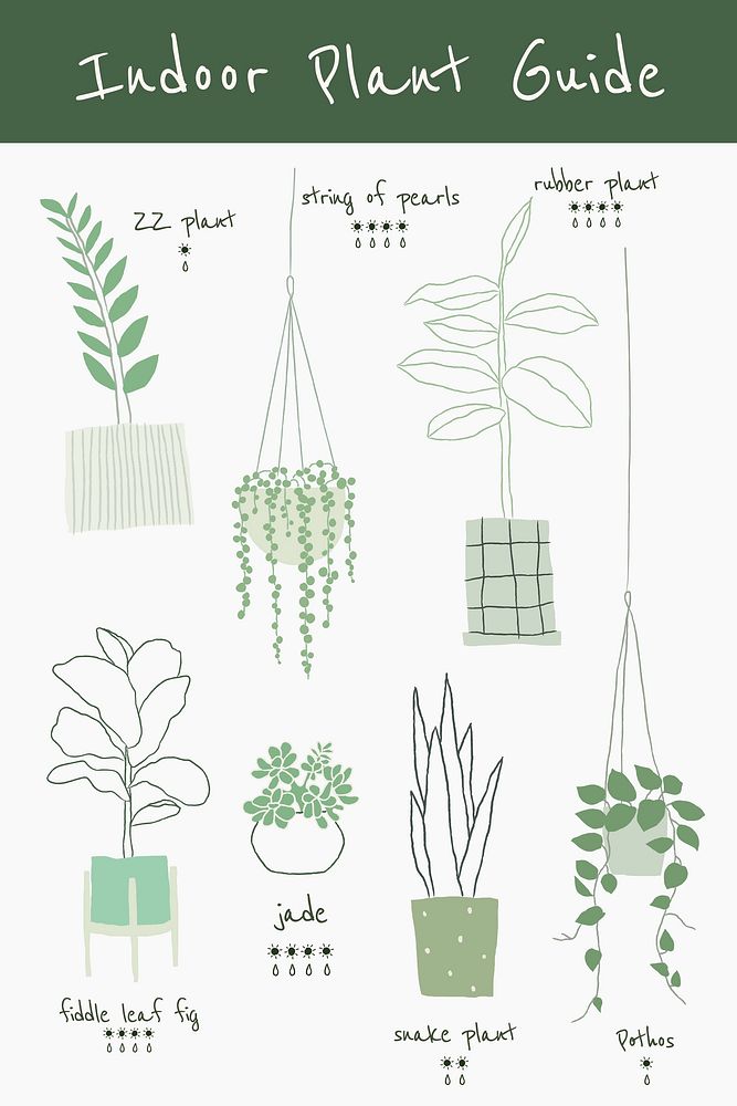 Indoor houseplant guide vector template