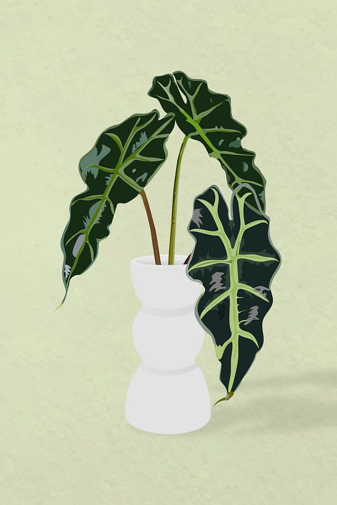 Plant vector art, Alocasia polly in a flower pot