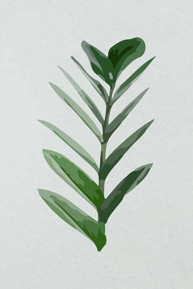 Leaf image vector, green Zanzibar plant