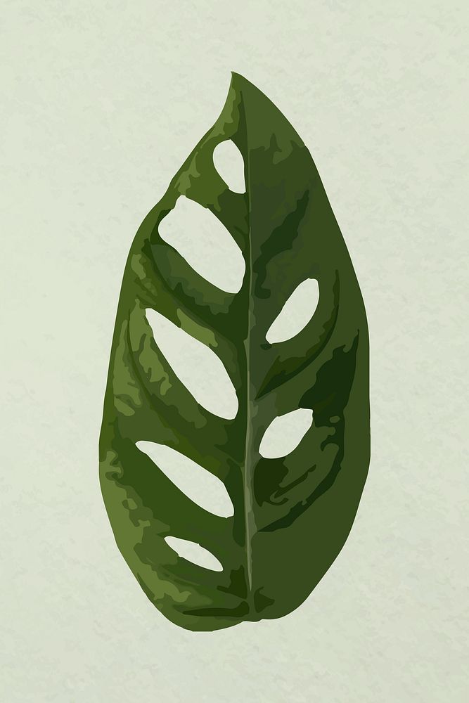 Leaf image vector, green Swiss cheese plant