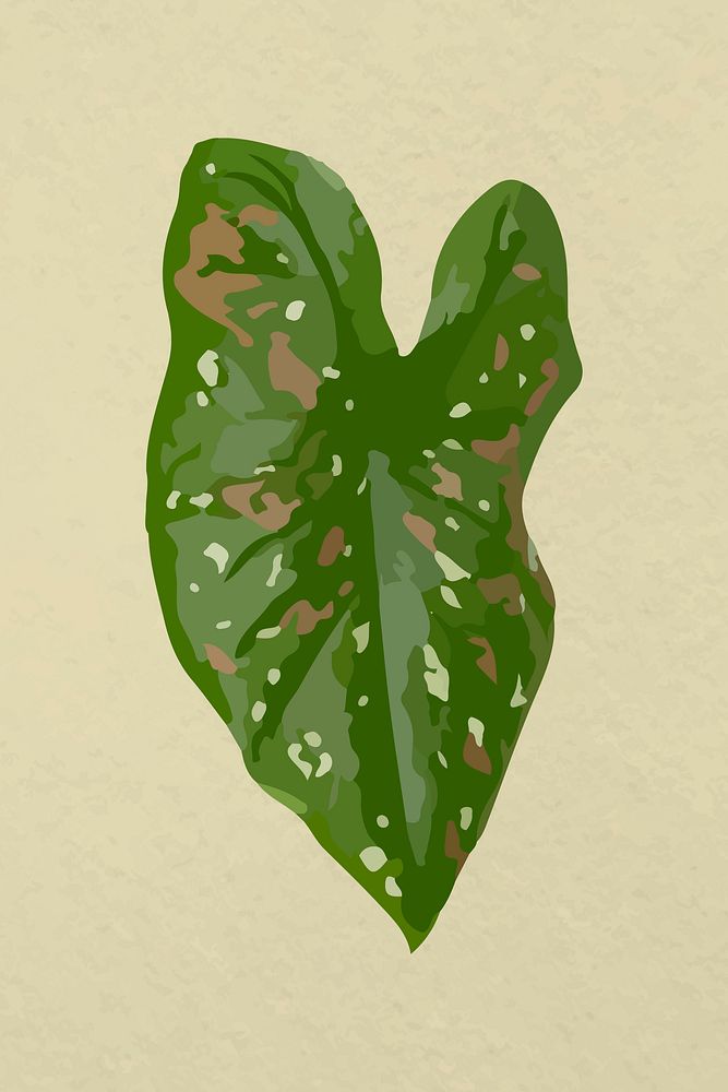 Leaf image vector, green African Mask Plant plant