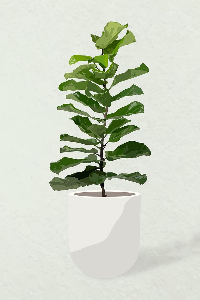 Houseplant vector image, fiddle leaf fig potted home interior decoration