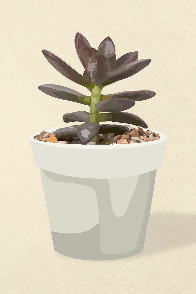 Plant vector art, succulent illustration